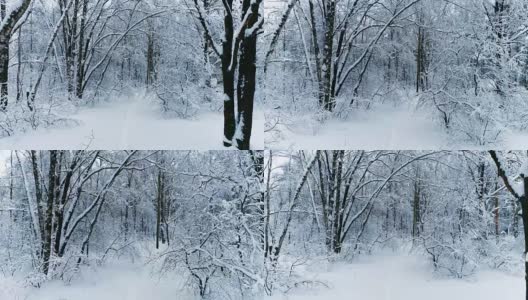 森林里白雪皑皑的树枝。冬天的童话背景高清在线视频素材下载