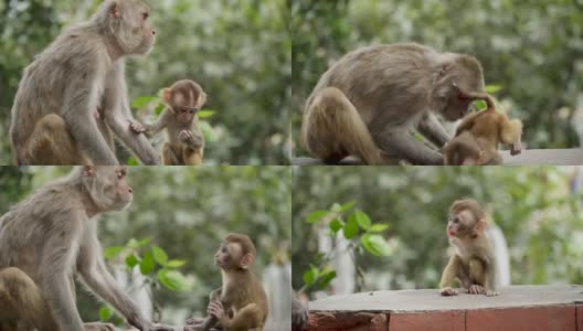 雌猴与幼崽高清在线视频素材下载