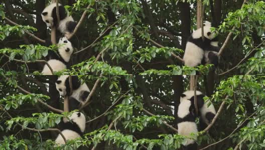 两只可爱的熊猫宝宝在树上玩耍，4k高清在线视频素材下载