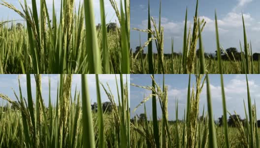 农民用手耕种稻田。软焦点高清在线视频素材下载