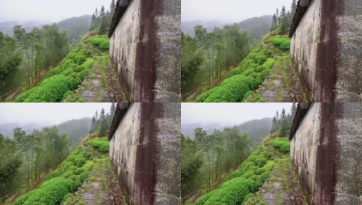 雨中婺源山的茶园，美丽的中国茶山景观，4k电影，慢镜头。高清在线视频素材下载