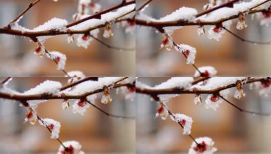 近距离拍摄的树花和雪在春天。天气异常高清在线视频素材下载