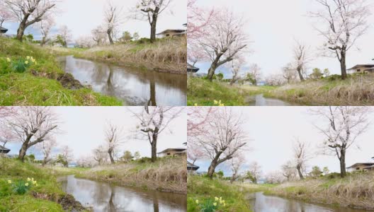 樱花和宁静的河在大野Hakkai，日本高清在线视频素材下载