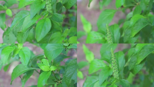 绿色的灌木罗勒叶，另一个名字是丁香罗勒，Kawawya，香菜果，泰国。高清在线视频素材下载