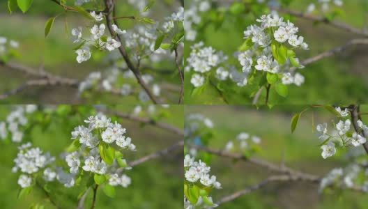 这是春天。精致的梨树花在模糊的背景上。春天梨开花高清在线视频素材下载