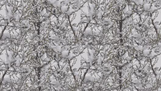 雪花落枝头树4k高清在线视频素材下载