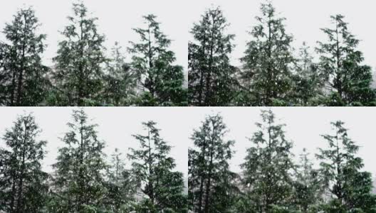 自然的雪落在常青树的背景。大的雪花。在冬天降雪。冬天的第一场雪。树没有被雪覆盖。FullHD,慢动作。高清在线视频素材下载