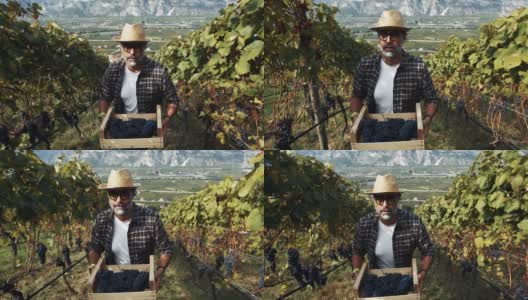 葡萄采摘酿酒故事:意大利Trentino的流行高清在线视频素材下载