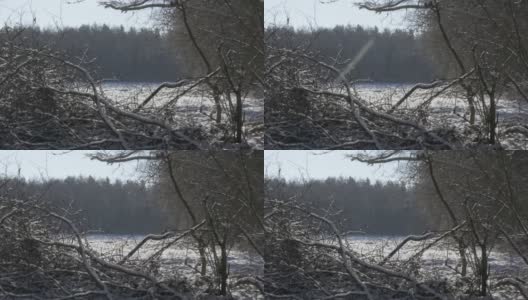 雪花从树上飘落在雪花上高清在线视频素材下载
