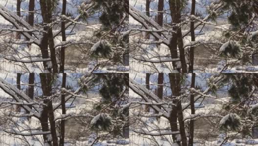 在一个晴朗的霜冻的日子里，树枝上覆盖着新鲜的雪，背景是一条流动的河流。春天来了高清在线视频素材下载