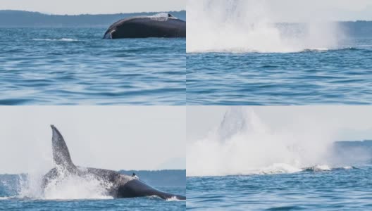 突破座头鲸-慢动作高清在线视频素材下载