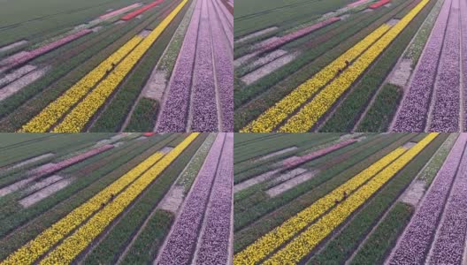荷兰阿姆斯特丹地区，一架4k无人机飞过一名长发少女在郁金香花上行走。在荷兰旅行和春天的概念与郁金香田的神奇荷兰景观。高清在线视频素材下载