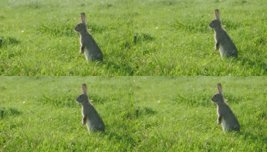 成年兔子在绿草地上，灰兔子在草地上高清在线视频素材下载