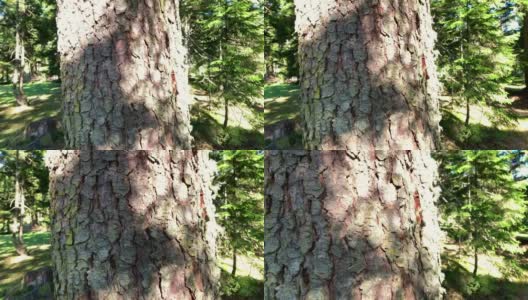 在土耳其黑海地区(东北部)特拉布宗市的高山上拍摄的松树树干的特写镜头。美丽的自然景色在阳光明媚的日子。高清在线视频素材下载