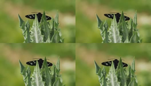 一只美丽的蝴蝶栖息在一片模糊的绿色背景上的一根草梗上。高清在线视频素材下载