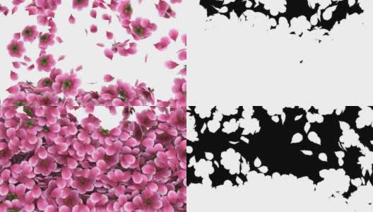 3D动画粉红色樱花花瓣与阿尔法层流动高清在线视频素材下载