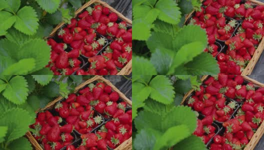 新鲜采摘的草莓躺在篮子里高清在线视频素材下载