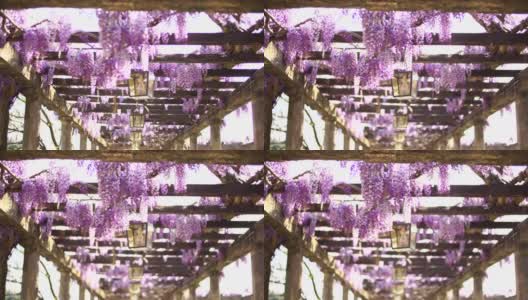木梁上的紫藤花在风中摇曳高清在线视频素材下载