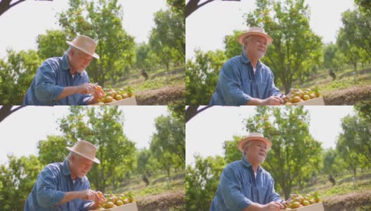 4K快乐的亚洲老年农民看着成熟的有机橙子在橘子园的木箱里高清在线视频素材下载