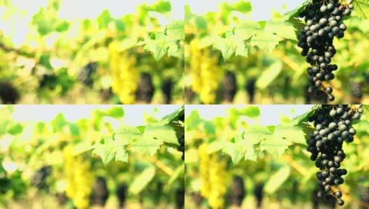 淘金镜头:葡萄园里的红葡萄高清在线视频素材下载