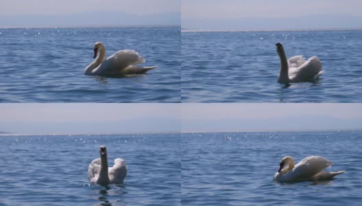 大白天鹅游泳在一个清晰的山湖在瑞士阿尔卑斯山的背景高清在线视频素材下载