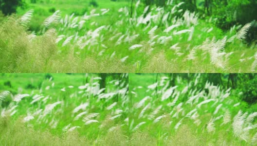 在绿色的草地背景中，褐色的草花随风摆动高清在线视频素材下载