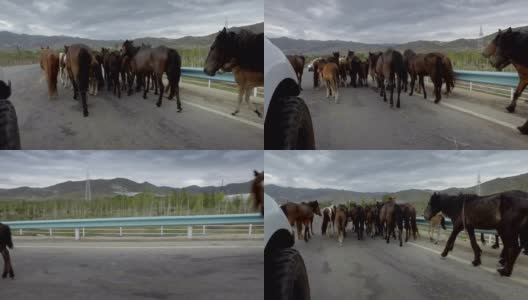 中国新疆，汽车在路上行驶着一大群马。高清在线视频素材下载
