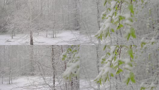 一场突如其来的春雪覆盖了所有的树木、桦树花和嫩叶高清在线视频素材下载