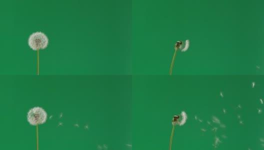 慢镜头蒲公英花籽被风吹走高清在线视频素材下载