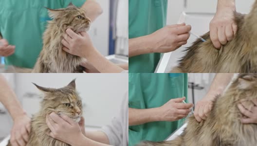 缅因猫正在兽医办公室接种疫苗高清在线视频素材下载