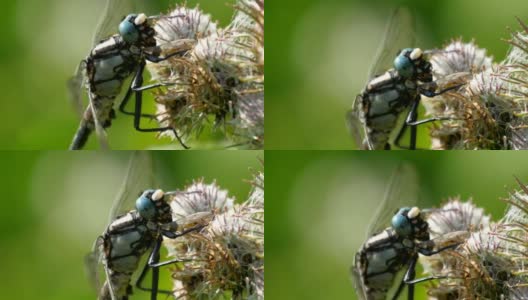 一只蜻蜓扑在花蜜上高清在线视频素材下载