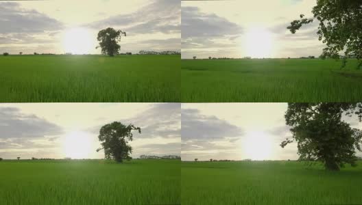美丽的日落无人机低射树绿色水稻农场高清在线视频素材下载