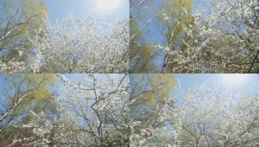 美丽盛开的梅树映衬着蓝天高清在线视频素材下载