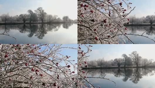 在哈维尔河(哈维尔兰，勃兰登堡-德国)的霜冻景观与玫瑰果。早上时间。高清在线视频素材下载