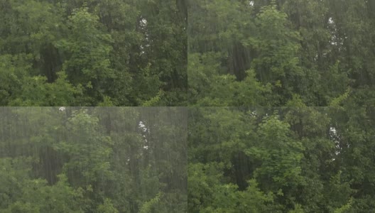 大雨打在树的背景上。菩提树，枫木和橡树高清在线视频素材下载