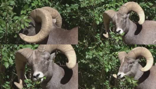 野生落基山大角绵羊绵羊特写吃美国榆树沃特顿峡谷科罗拉多州高清在线视频素材下载