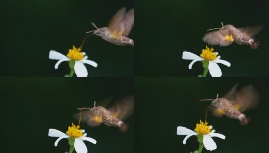 飞蛾吃东西的慢动作高清在线视频素材下载