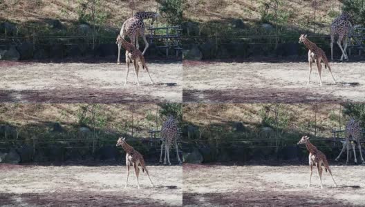 长颈鹿生活在自由之中高清在线视频素材下载