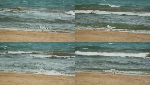 海边沙滩上的一只海鸥高清在线视频素材下载