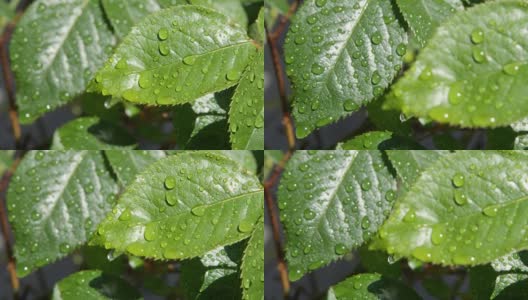 雨后在阳光明媚的日子里，雨滴落在郁郁葱葱的绿色玫瑰叶子上高清在线视频素材下载