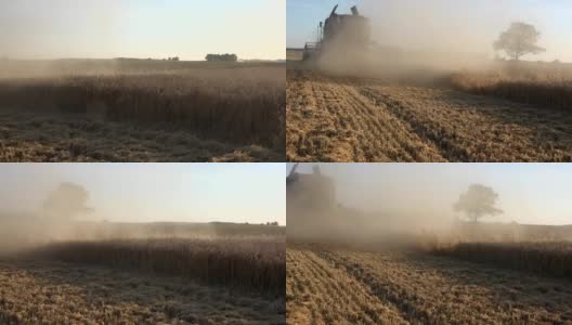 麦田玉米穗上覆盖灰尘，联合收割机背面脱粒小麦黑麦植株。FullHD高清在线视频素材下载