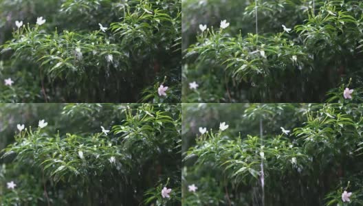 在模糊的绿色自然背景下，雨季里不断有雨滴落下。水滴在树叶上。热带雨季的降雨使天气潮湿。高清在线视频素材下载