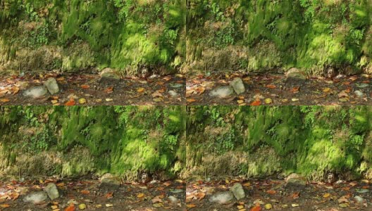 在阳光明媚的秋日，山墙与潮湿的植被高清在线视频素材下载