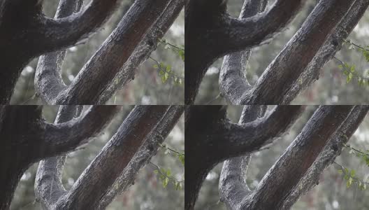 雨落在橡树上高清在线视频素材下载