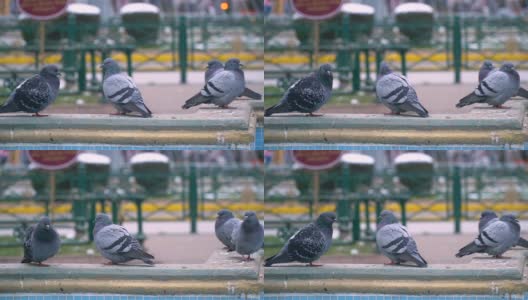 鸽子在城市高清在线视频素材下载