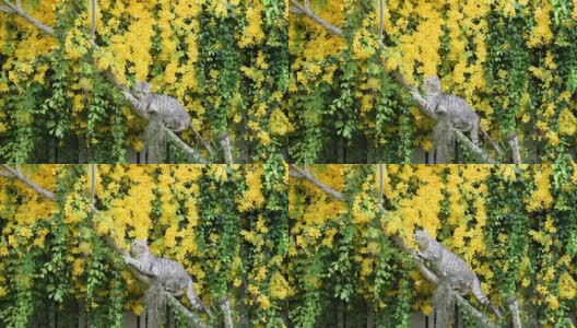 虎斑猫爬上美丽的异国情调的热带黄色花与绿色的叶子墙背景，猫爪，猫爪藤，猫爪蔓生植物高清在线视频素材下载