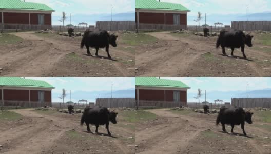 蒙古木栅栏附近的一头长毛牦牛。高清在线视频素材下载