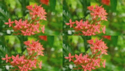 红色的花。在水湿。伊克索拉红小花被雨淋透了。美丽的室内植物。花卉背景设计视频片段。雨季有雨天和雨季雷声的音效。大自然的美。关闭了。高清在线视频素材下载