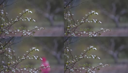 第一场雪的概念。雪花飘落在地上和绿叶上高清在线视频素材下载