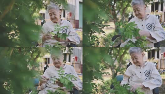 因痴呆症或阿尔茨海默病失去记忆的亚洲华人老人喜欢在晚上采摘花园装饰高清在线视频素材下载
